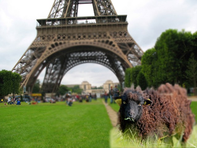 Paris-sheep