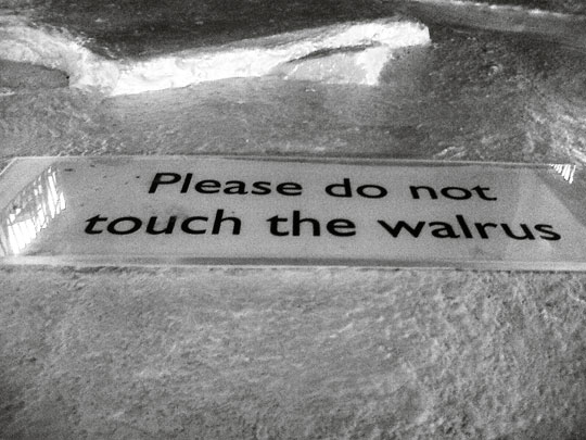 walrus
