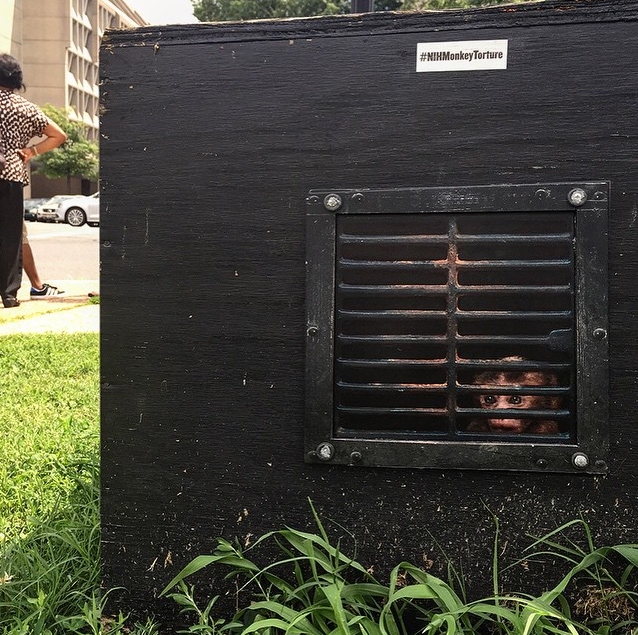 Monkeyexperiments-a0d3a9f8