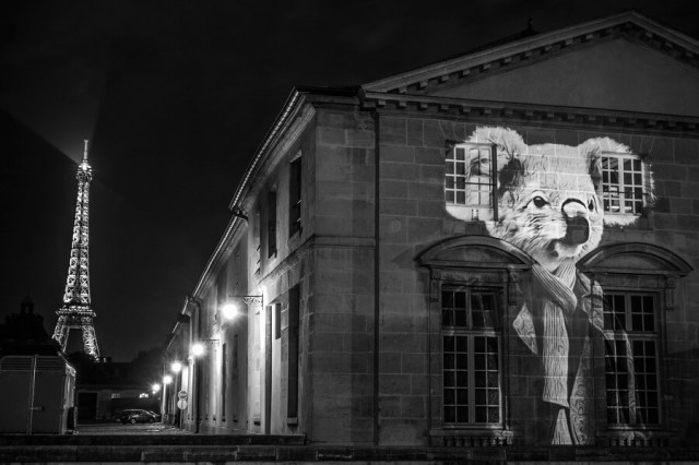 safari-urbain-julien-nonnon-koala