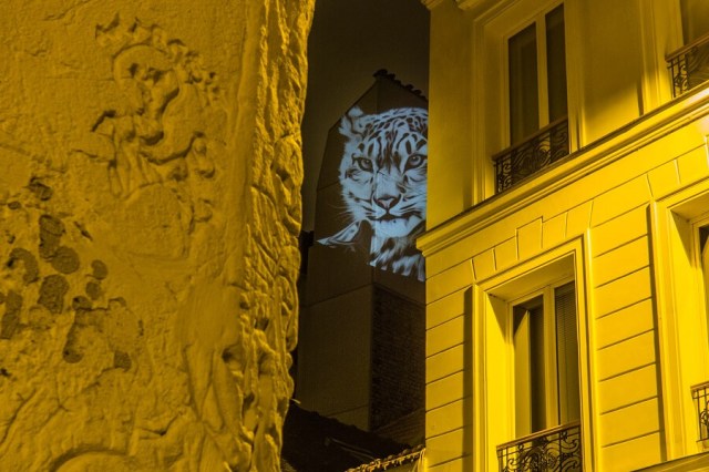 safari-urbain-julien-nonnon-panthere