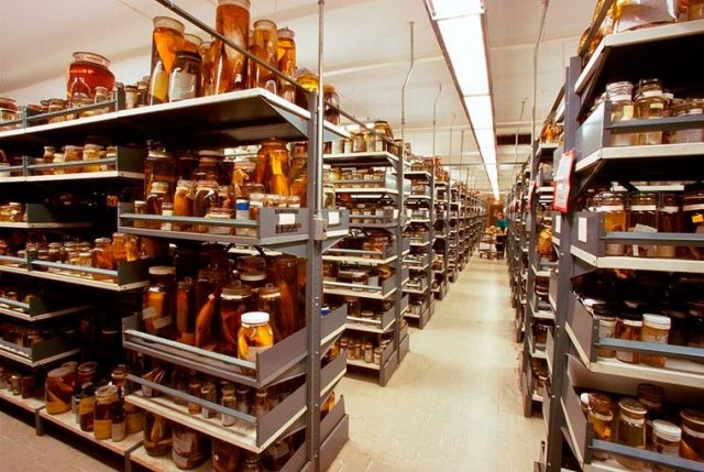 Smithsonian-National-Museum-of-Natural-History-collections-9